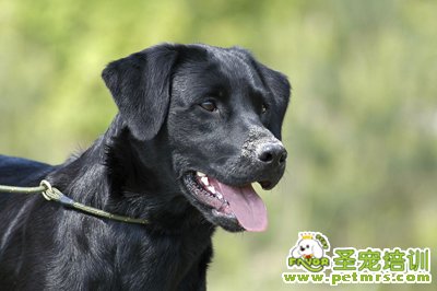 拉布拉多犬