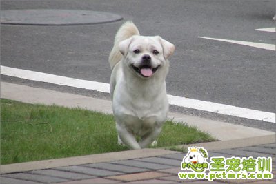 狗狗