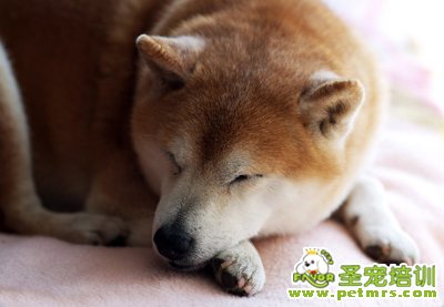 秋田犬