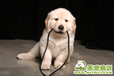 拉布拉多犬