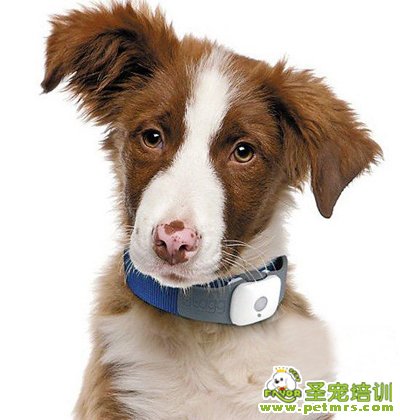 狗狗電子馬甲