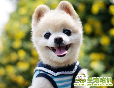 幼犬飲食