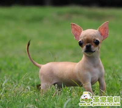 幼犬注意事項(xiàng)