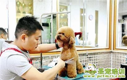 寵物美容師