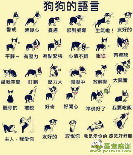 狗狗的語言