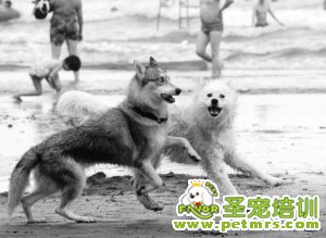 狗狗嬉戲