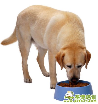 狗糧的選擇