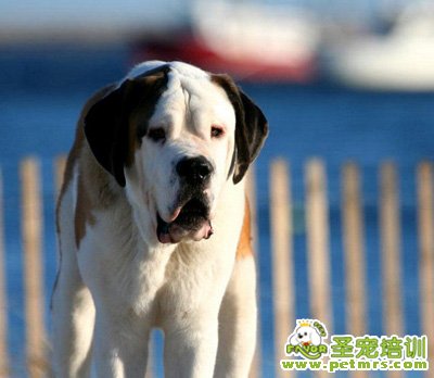 狗狗強健骨骼