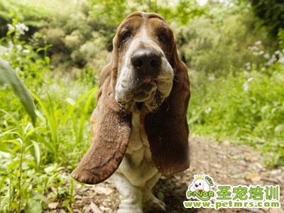 巴吉度犬