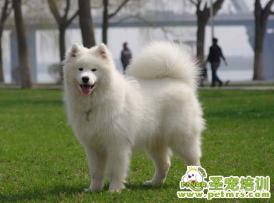 薩摩耶犬