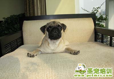 八哥犬
