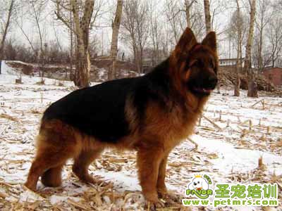 德國(guó)牧羊犬