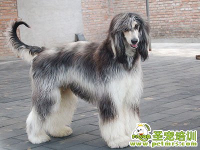 可愛狗狗