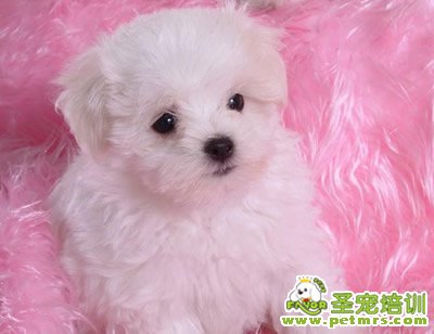 貴賓犬