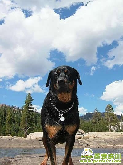 中型犬