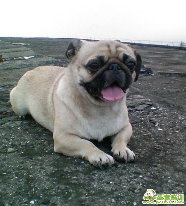 哈巴犬