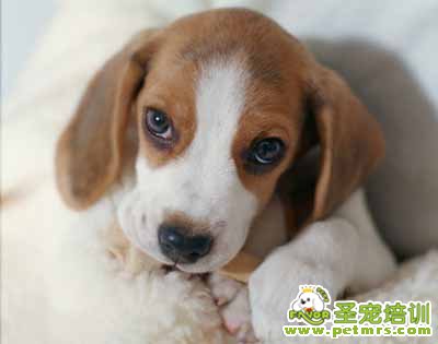比格犬