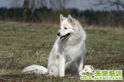 銀狐犬