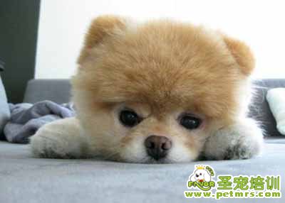 秋田犬