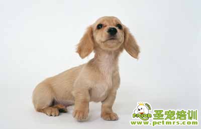 長毛臘腸犬