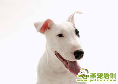 牛頭梗犬