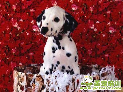 斑點狗