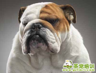 斗牛犬