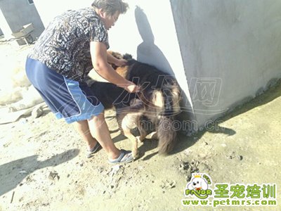 感人的狗狗