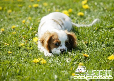 查理王犬