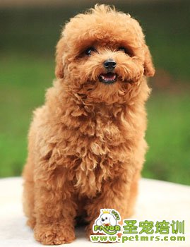 可愛(ài)的貴賓犬