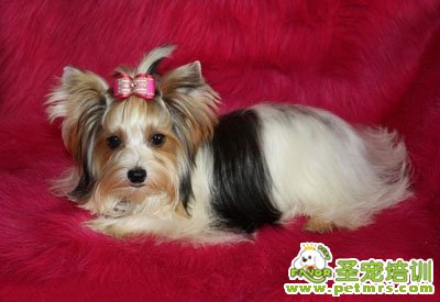 約克夏犬