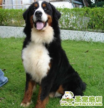 伯恩山犬