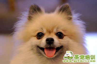 博美犬