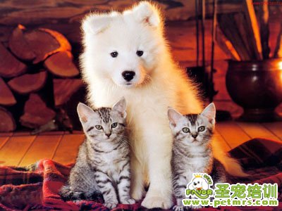 薩摩耶犬