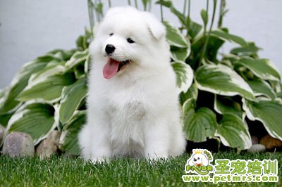 薩摩耶犬