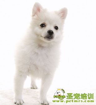 銀狐犬