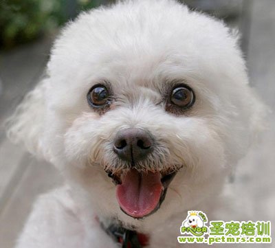 比熊犬