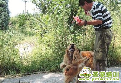 老張正在喂他的愛犬