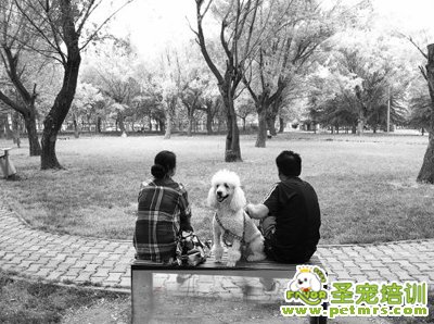 狗狗禁養令