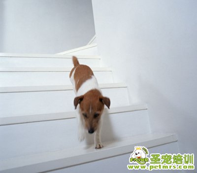 可愛狗狗
