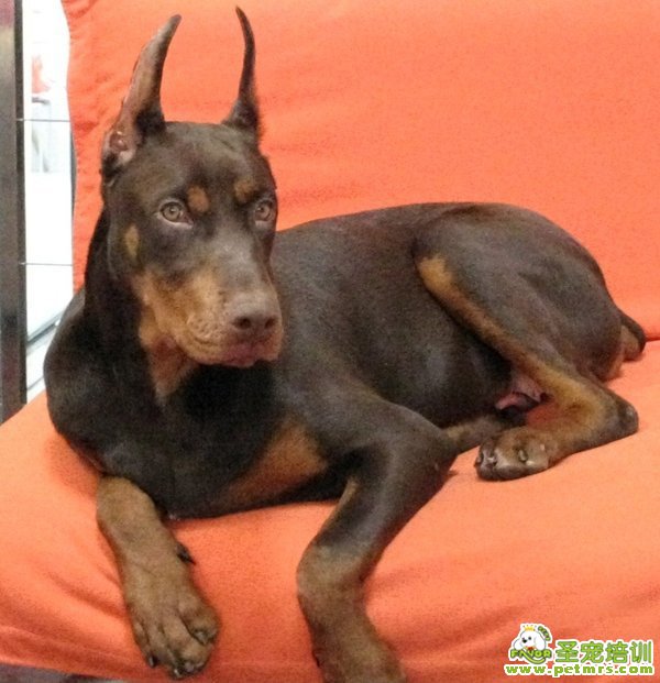 狗狗