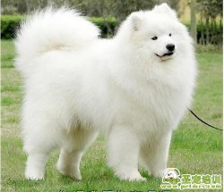 可愛狗狗