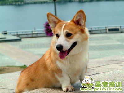 可愛狗狗