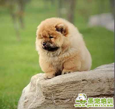 松獅幼犬
