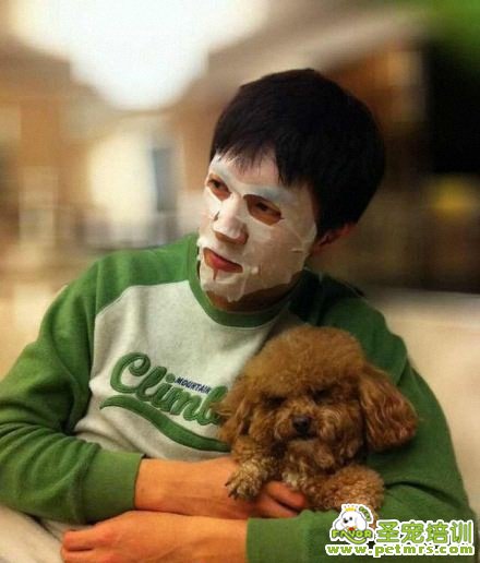 明星與泰迪狗狗