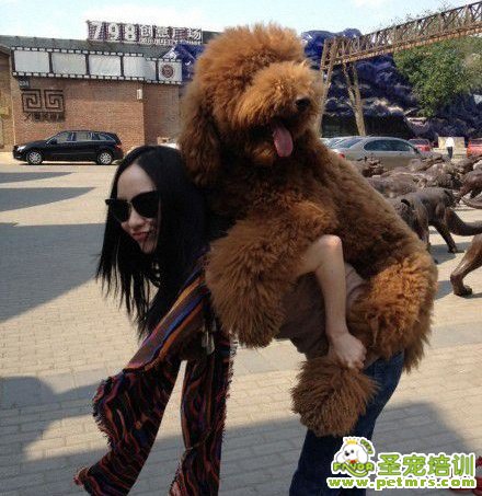 明星與泰迪狗狗