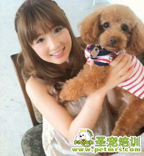 明星與泰迪狗狗