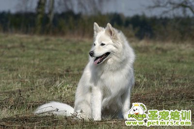 銀狐犬