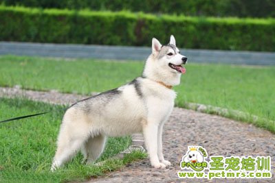 哈士奇犬