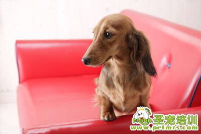 臘腸犬